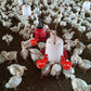 🐔 | Automatikus tyúk itató | Megbízható | Telepítés 3 perc alatt